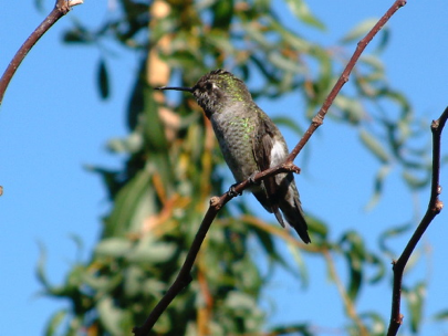 Hummingbird